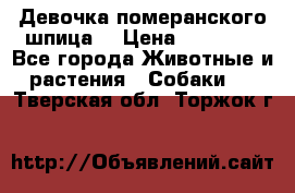 Девочка померанского шпица. › Цена ­ 40 000 - Все города Животные и растения » Собаки   . Тверская обл.,Торжок г.